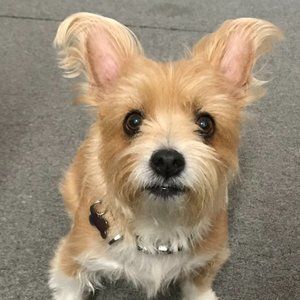 Meet your Posher, Harvey